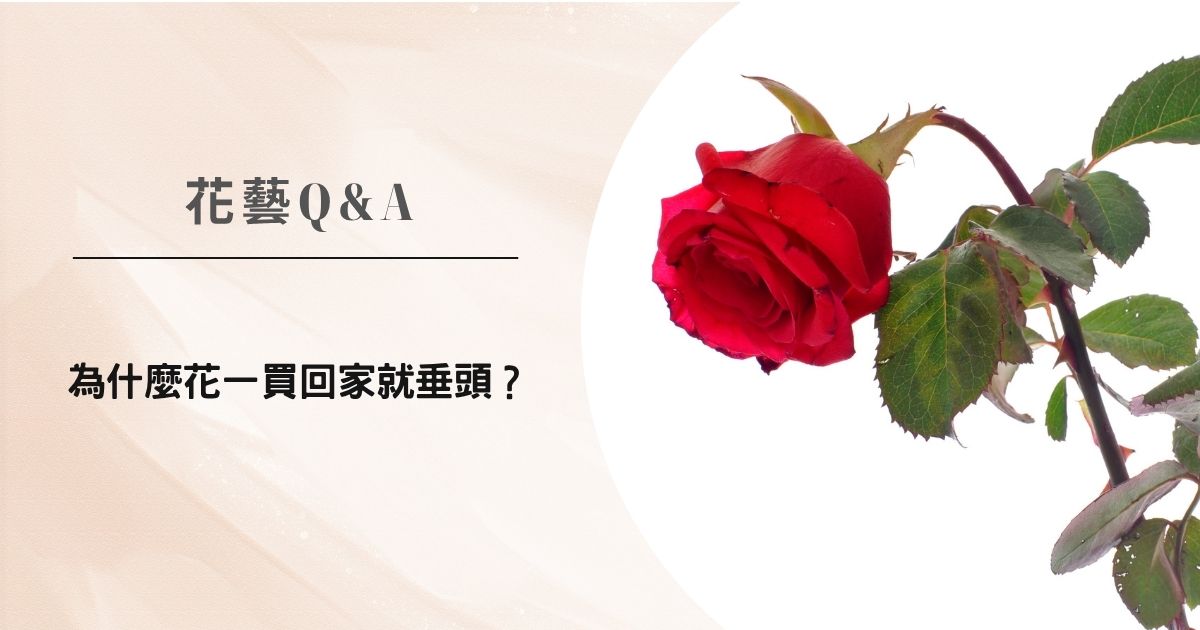 花藝Q&A | 為什麼花一買回家就垂頭？